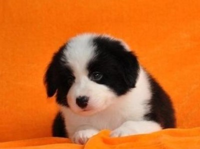边境牧羊犬的价格及适合新手养吗？（了解边境牧羊犬的价格和饲养要求）