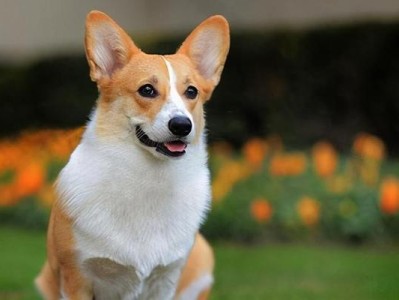 柯基犬的价格下降，为何饲养者仍寥寥无几？（柯基犬价格降低的原因及影响分析）