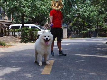 学好知识，养出健康的萨摩（努力培养养萨摩的技巧与知识，提高养犬水平）
