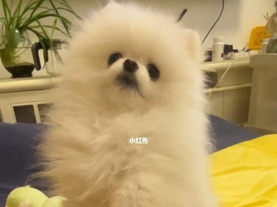 如何训练博美犬不乱咬东西？（掌握这些方法，让你的宠物不再毁坏家具）