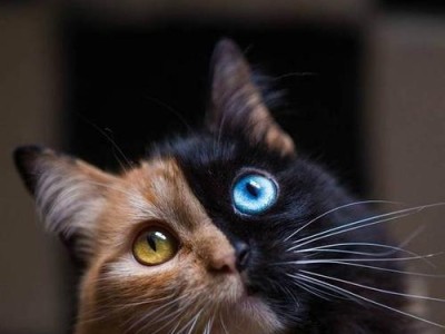 猫咪眼睛黑色分泌物（眼部感染可能导致的猫咪黑色眼屎问题及应对方法）