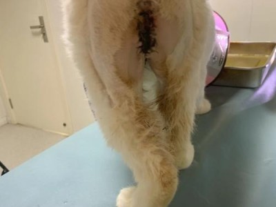 猫咪导尿时的情况与应对方法（探索猫咪导尿需求和解决方案的关键性因素）