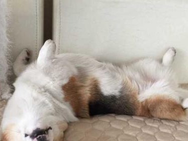 2个月狗狗的睡眠时间究竟有多长？（探秘狗狗的睡眠习惯，关注健康成长）
