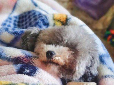 狗狗吐出药怎么办？避免药物伤害你的宠物！（如何让狗狗不再吐药？教你避免宠物食物中毒！）