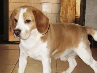 夏日比格犬养护攻略（宠物爱好者必看，打造舒适健康的宠物生活）