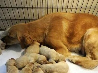 狗狗怀孕多久能看出来？（了解狗狗怀孕的细节和迹象）