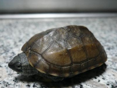 三弦巨型鹰嘴泥龟的宠物饲养方法（打造一个舒适的家——以三弦巨型鹰嘴泥龟为例）