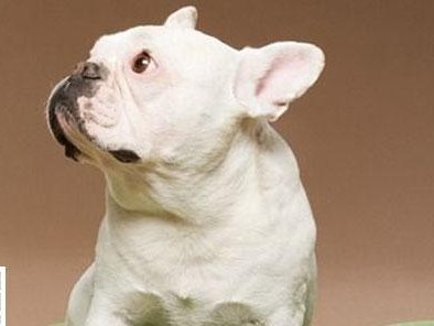 沙皮犬的运动需求（健康生活的关键）