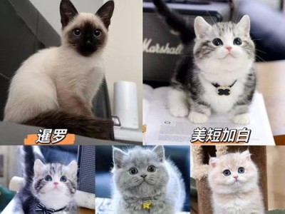 探讨博美分英系和美系，你更喜欢哪只犬种？（细致观察后做出明智选择）