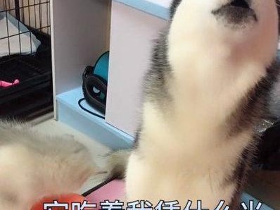 哈士奇4个月需要多少狗粮？（以宠物为主，打造健康的营养均衡饮食；）