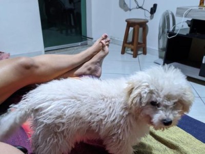 泰迪训练指南（宠物训练的必要性、不同年龄阶段的训练方法）