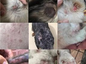 狗皮肤病的药物洗澡解决方案（选择正确药物为宠物洗澡，让狗狗快速治愈皮肤病）