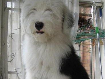 如何饲养古代英国牧羊犬？（以宠物为主，细谈古代英国牧羊犬的饲养方法）