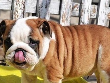 英国斗牛犬的饲养指南（健康、营养、训练全方位照顾）