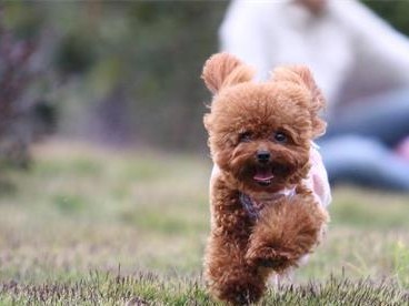 教你如何训练泰迪犬站立（宠物训练技巧分享，让你的泰迪犬成为最美的模特）