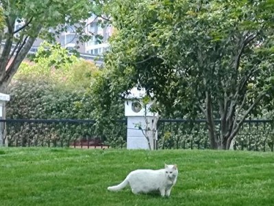 养加菲猫的隐忧