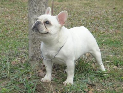 法国斗牛犬立耳时间的关键（了解法国斗牛犬的成长阶段，适时立耳关键）