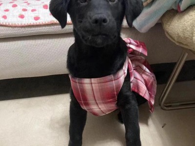 德国纯黑犬品种与特征（探索德国纯黑犬的独特之处及其在社会中的角色）