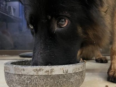 德牧小时候的健康饮食指南（培养健康成长的关键是什么？）
