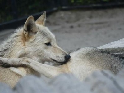 狼与狗（了解犬科动物的进化与关系）