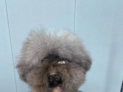 打造贵宾犬完美造型的全方位美容攻略（从梳毛到洗澡，教你如何让宠物贵宾犬焕发光彩）