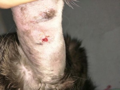 小猫爱咬什么？（小猫为什么喜欢咬东西？）