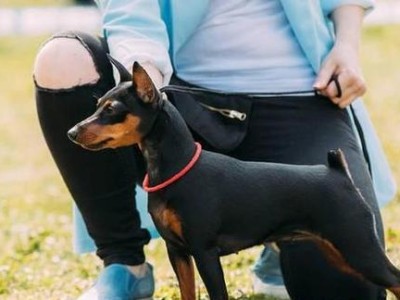 迷你杜宾犬胆小如何处理？（宠物迷你杜宾犬性格小心思大，如何培养勇气？）