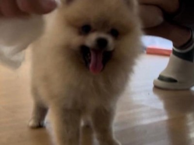 博美狗的褪毛问题（了解博美狗的褪毛特点和如何减少褪毛）