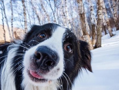 挑选最受欢迎的中型犬（探索中型犬的品种特点，让你做出明智的选择）