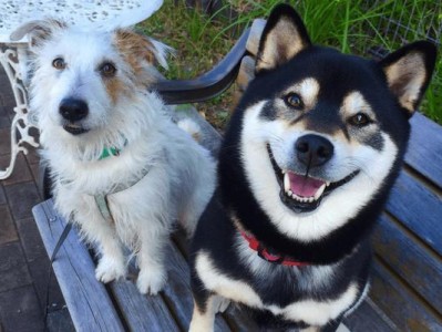 柴犬寿命（揭秘柴犬的平均寿命及如何延长其寿命）