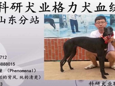 以格力犬赛道跑适合的年龄段（适合参与赛道跑的以格力犬，适合跑赛道的以格力犬最佳年龄）