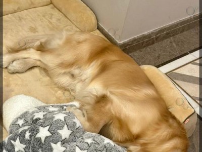 狗狗也会得腰椎病和颈椎病（宠物健康问题需要关注，预防胜于治疗）