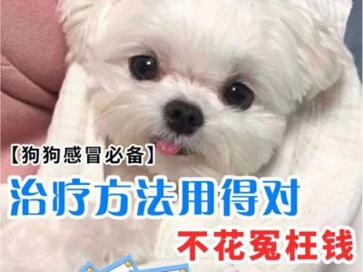 如何正确地饲养你的忌廉兔（全面了解忌廉兔，让它们健康成长）