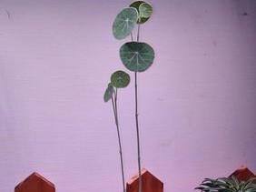 亚洲山龟的饲养指南（以宠物为主，打造健康快乐的亚洲山龟生活）