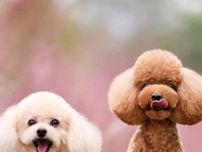 泰迪犬交配症状（探索泰迪犬交配过程中的常见症状及相关注意事项）