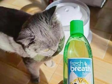 猫能否喝酸奶？——揭开宠物饮食中的迷思（从猫的消化系统、营养需求等方面分析酸奶是否适合猫咪食用）