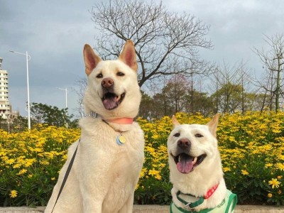 柴犬的寿命（柴犬的平均寿命、寿命受哪些因素影响、如何延长柴犬的寿命）
