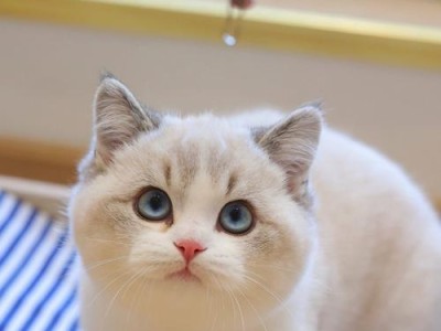 探秘英短猫的七种常见颜色（了解英短猫七大颜色，探寻它们的最新价格趋势）