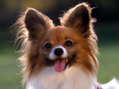 养狗首选（选择宠物犬，这8种狗是你的理想之选）