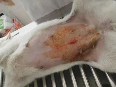 选择合适季节进行母狗绝育手术的重要性（为母狗做绝育手术的最佳季节及注意事项）