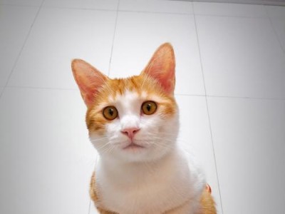 小猫的成长之旅（从咿呀学语到自立自强的奇妙转变）