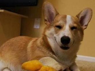 训练柯基犬的原则（成为柯基犬的成功训练师）