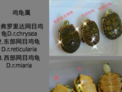 佛罗里达红肚龟的饲养方法