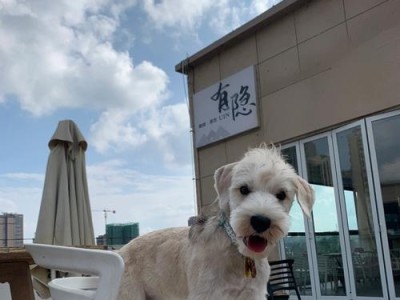 丹迪丁蒙梗的养护指南（如何让你的丹迪丁蒙梗健康成长）