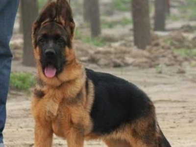 如何喂养德国牧羊犬幼犬？（宠物护理的关键）