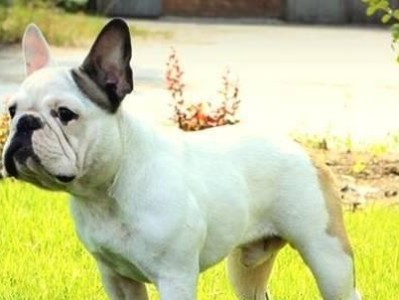 法国斗牛犬饲养宝典（从萌新到专家，教你如何养好你的法国斗牛犬）