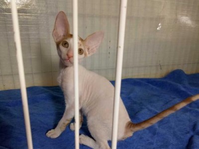 如何正确饲养柯尼斯卷毛猫（爱心养护，健康成长）