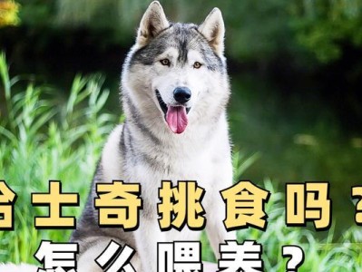 哈士奇幼犬的喂养指南（两个月左右的哈士奇如何科学喂养）