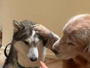 哈士奇全阶段喂养攻略（从幼犬到成年犬，打造健康活力的哈士奇生活）
