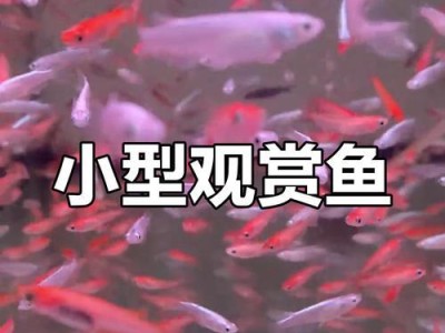 探索观赏鱼的奇妙性格世界（解析观赏鱼个性特征与养殖技巧）